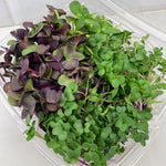 Solgreens mix Microgreens - Abonnement