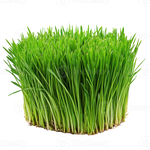 Tarwegras Microgreens – Voor een Energie Boost