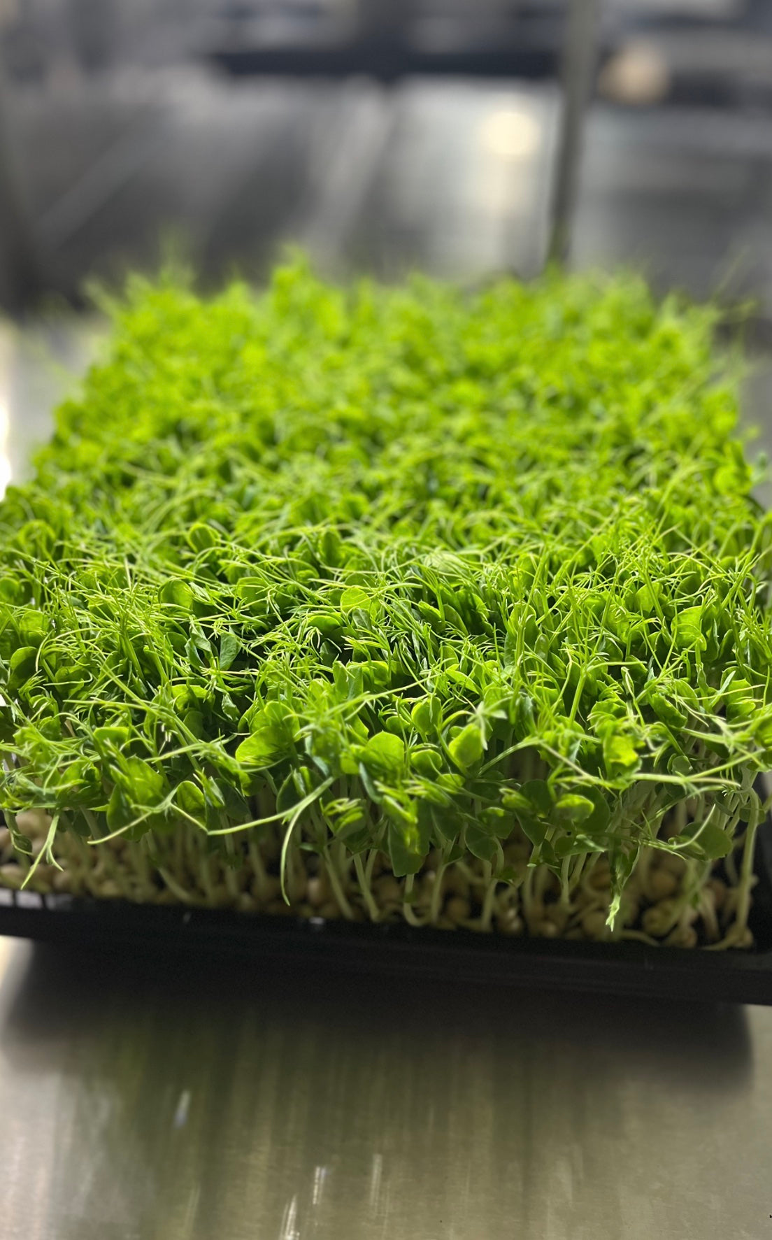 Pea Microgreens – A Sweet, Crunchy Treat
