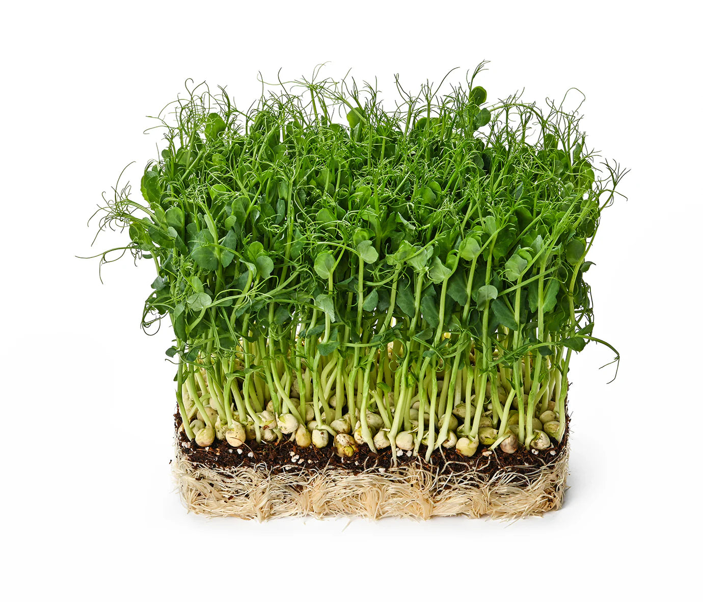 Pretty Peas Microgreens –   Zoet, Knapperig
